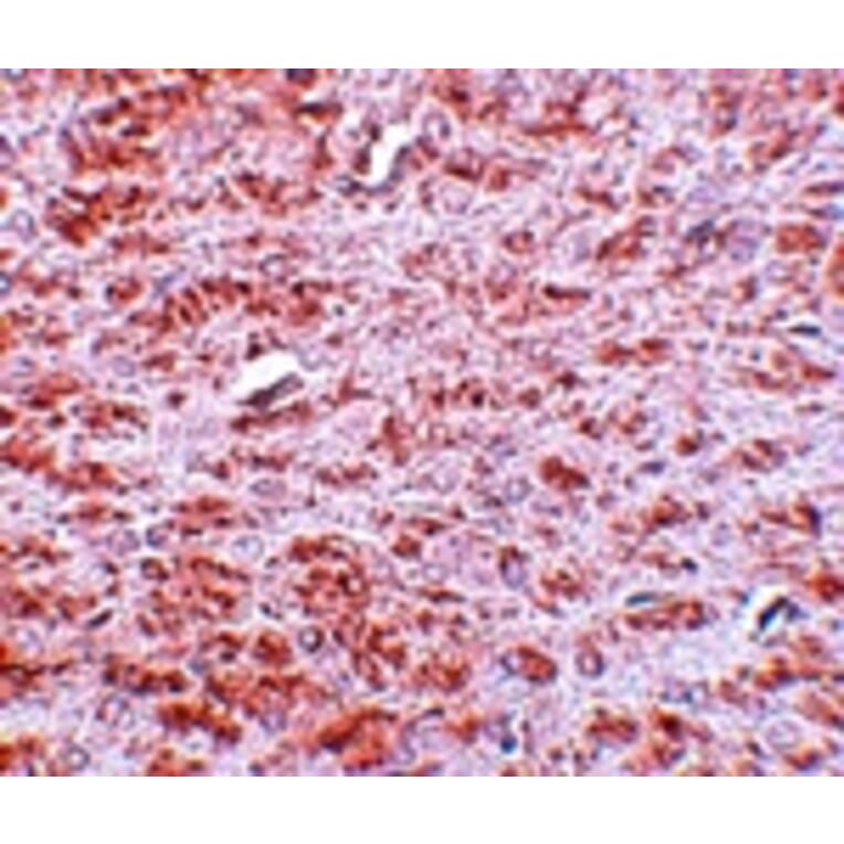 Immunohistochemistry - CDX2 Antibody from Signalway Antibody (25050) - Antibodies.com