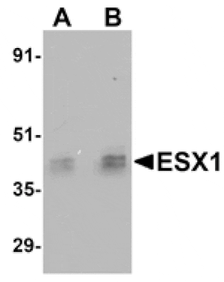 Western blot - ESX1 Antibody from Signalway Antibody (25051) - Antibodies.com