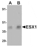 Western blot - ESX1 Antibody from Signalway Antibody (25051) - Antibodies.com