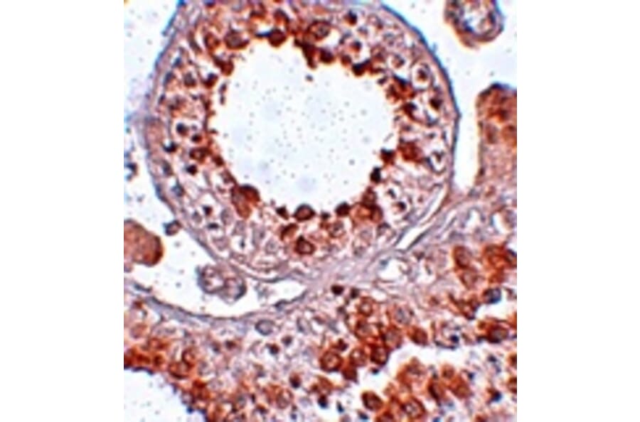 Immunohistochemistry - ESX1 Antibody from Signalway Antibody (25051) - Antibodies.com