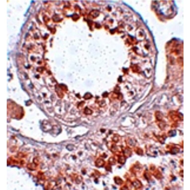 Immunohistochemistry - ESX1 Antibody from Signalway Antibody (25051) - Antibodies.com