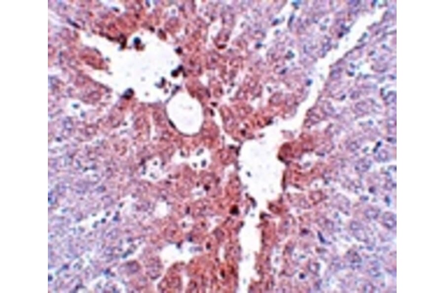 Immunohistochemistry - KLF4 Antibody from Signalway Antibody (25054) - Antibodies.com