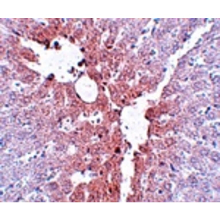 Immunohistochemistry - KLF4 Antibody from Signalway Antibody (25054) - Antibodies.com