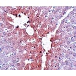 Immunohistochemistry - KLF4 Antibody from Signalway Antibody (25054) - Antibodies.com