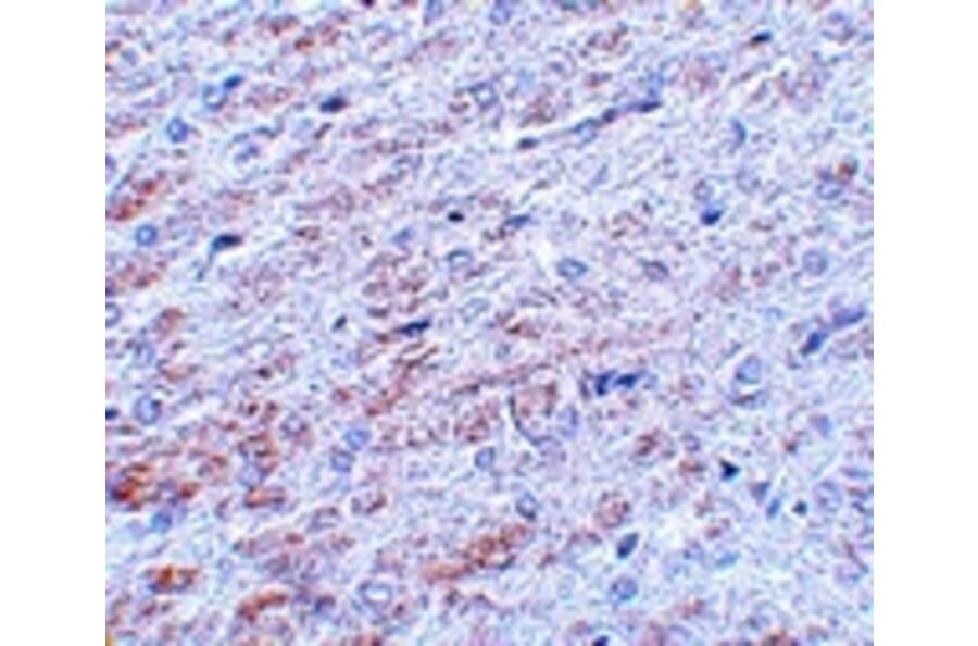 Immunohistochemistry - TCF3 Antibody from Signalway Antibody (25057) - Antibodies.com