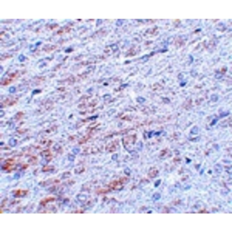 Immunohistochemistry - TCF3 Antibody from Signalway Antibody (25057) - Antibodies.com