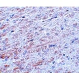 Immunohistochemistry - TCF3 Antibody from Signalway Antibody (25057) - Antibodies.com