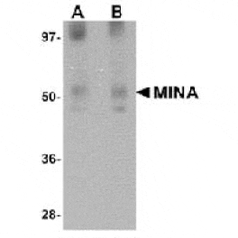Western blot - MINA Antibody from Signalway Antibody (25060) - Antibodies.com