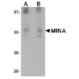 Western blot - MINA Antibody from Signalway Antibody (25060) - Antibodies.com