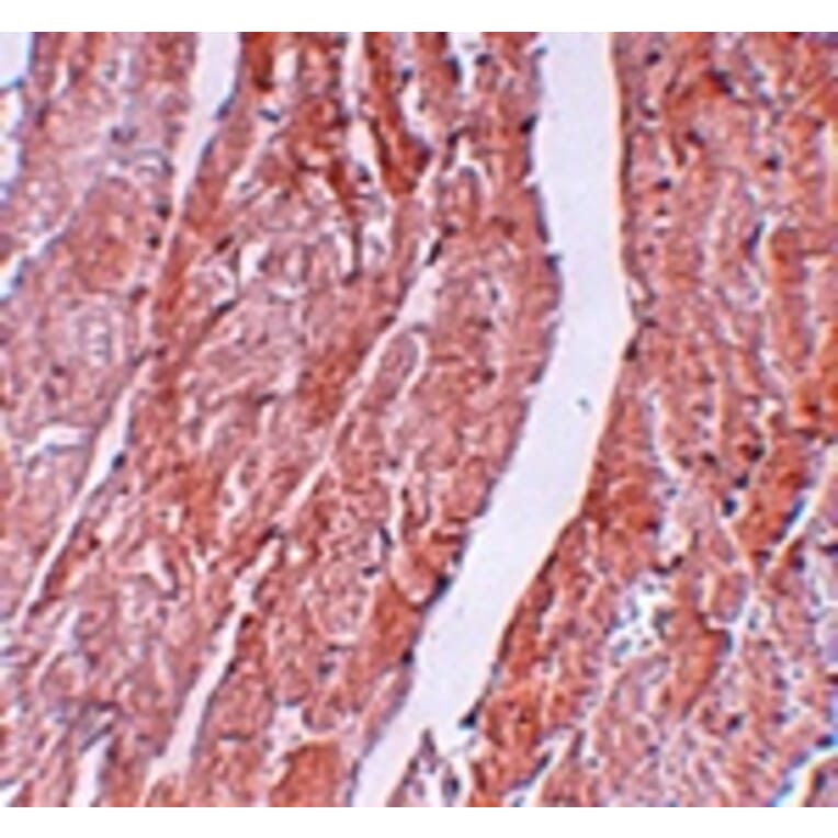 Immunohistochemistry - MINA Antibody from Signalway Antibody (25060) - Antibodies.com