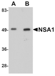 Western blot - NSA1 Antibody from Signalway Antibody (25083) - Antibodies.com