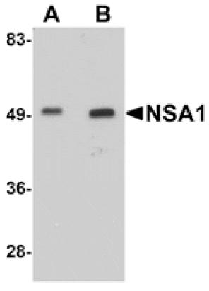 Western blot - NSA1 Antibody from Signalway Antibody (25083) - Antibodies.com