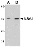 Western blot - NSA1 Antibody from Signalway Antibody (25083) - Antibodies.com