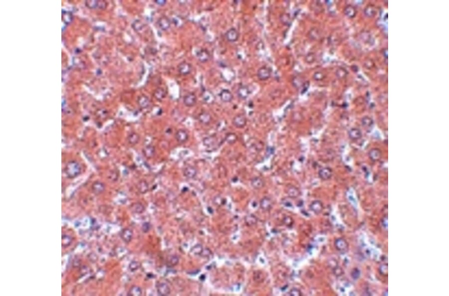 Immunohistochemistry - NSA1 Antibody from Signalway Antibody (25083) - Antibodies.com