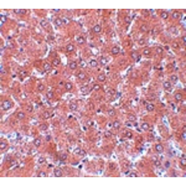 Immunohistochemistry - NSA1 Antibody from Signalway Antibody (25083) - Antibodies.com