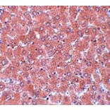 Immunohistochemistry - NSA1 Antibody from Signalway Antibody (25083) - Antibodies.com