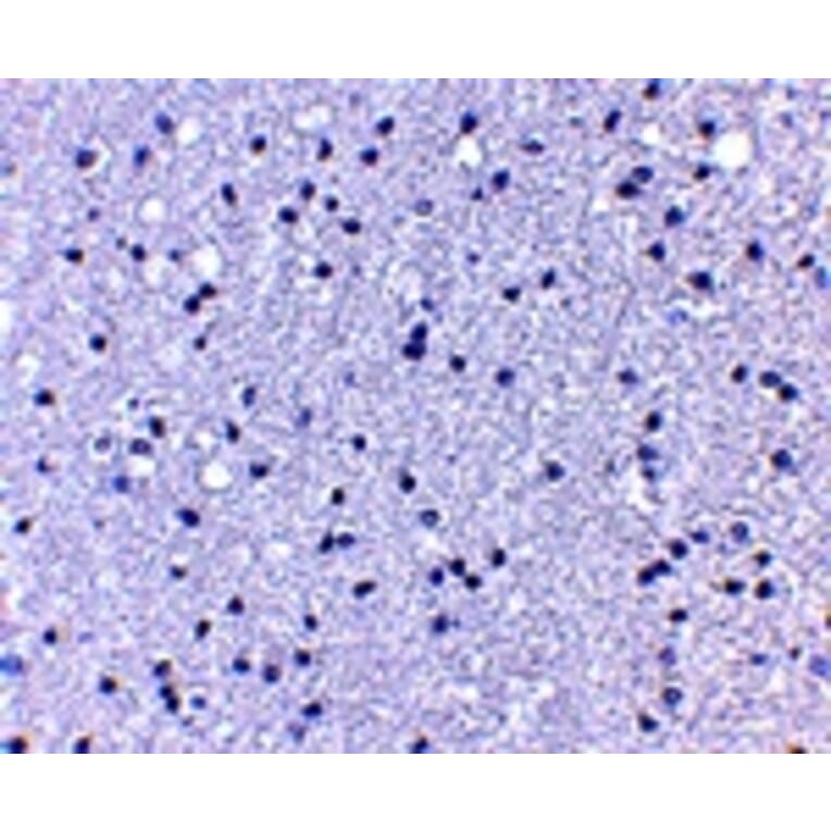 Immunohistochemistry - APC1 Antibody from Signalway Antibody (25100) - Antibodies.com