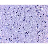 Immunohistochemistry - APC1 Antibody from Signalway Antibody (25100) - Antibodies.com
