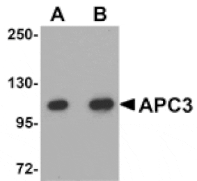 Western blot - APC3 Antibody from Signalway Antibody (25102) - Antibodies.com