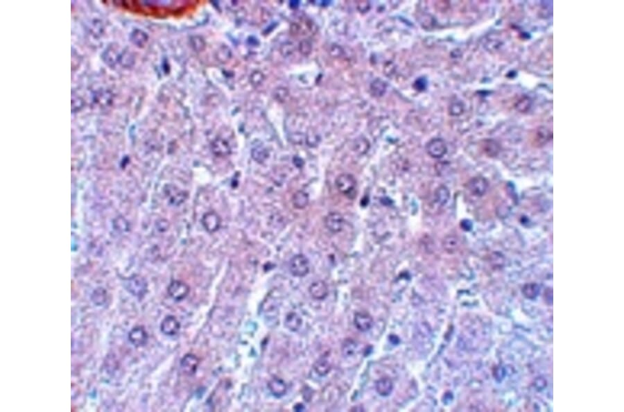 Immunohistochemistry - APC3 Antibody from Signalway Antibody (25102) - Antibodies.com