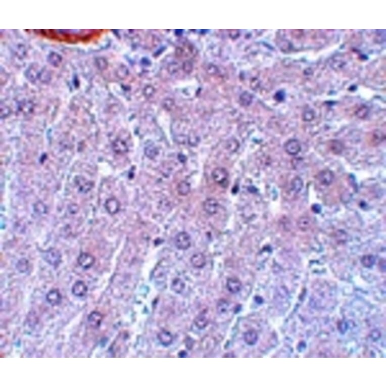 Immunohistochemistry - APC3 Antibody from Signalway Antibody (25102) - Antibodies.com