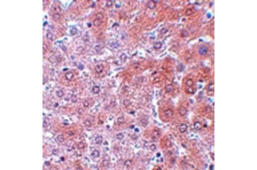 Immunohistochemistry - APC4 Antibody from Signalway Antibody (25103) - Antibodies.com