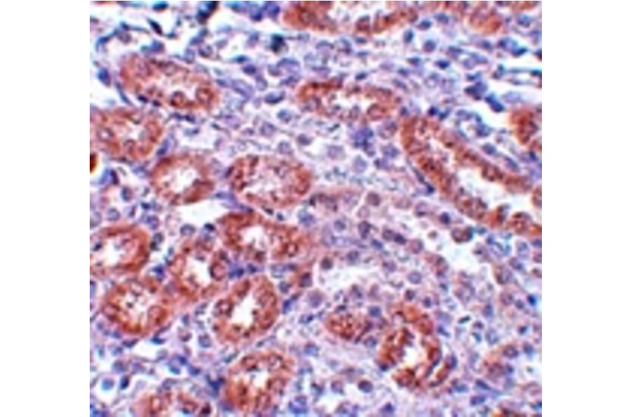 Immunohistochemistry - APC5 Antibody from Signalway Antibody (25104) - Antibodies.com