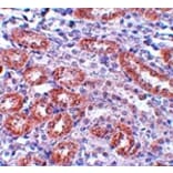 Immunohistochemistry - APC5 Antibody from Signalway Antibody (25104) - Antibodies.com