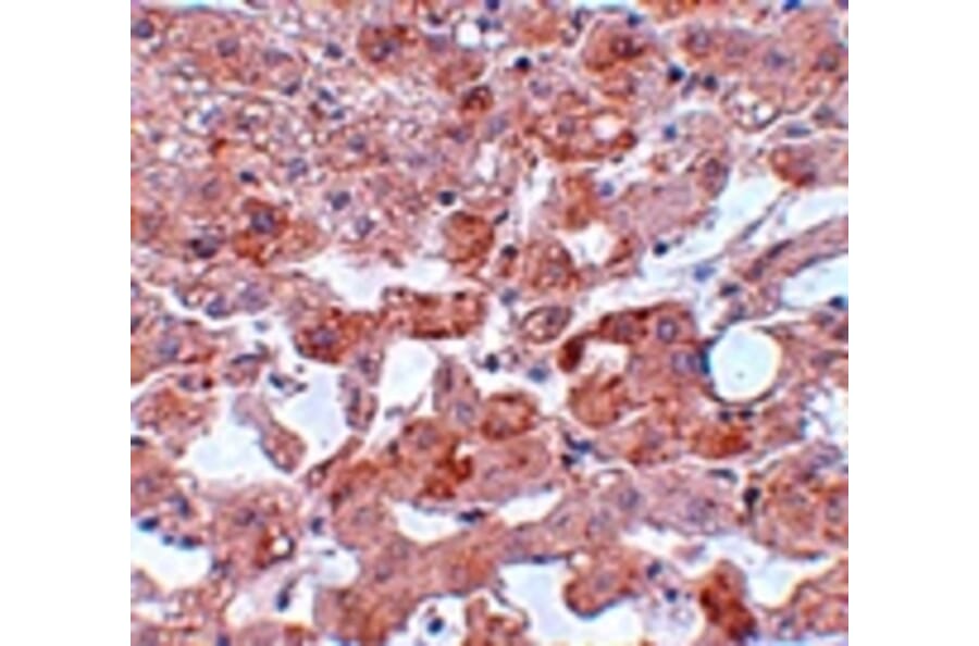 Immunohistochemistry - APC6 Antibody from Signalway Antibody (25105) - Antibodies.com