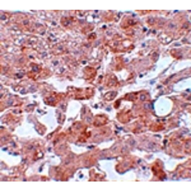 Immunohistochemistry - APC6 Antibody from Signalway Antibody (25105) - Antibodies.com
