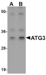 Western blot - ATG3 Antibody from Signalway Antibody (25130) - Antibodies.com