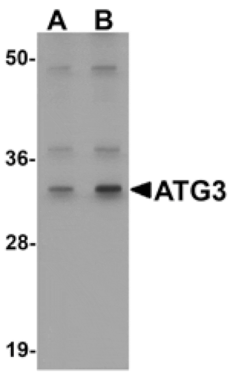 Western blot - ATG3 Antibody from Signalway Antibody (25130) - Antibodies.com