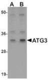 Western blot - ATG3 Antibody from Signalway Antibody (25130) - Antibodies.com