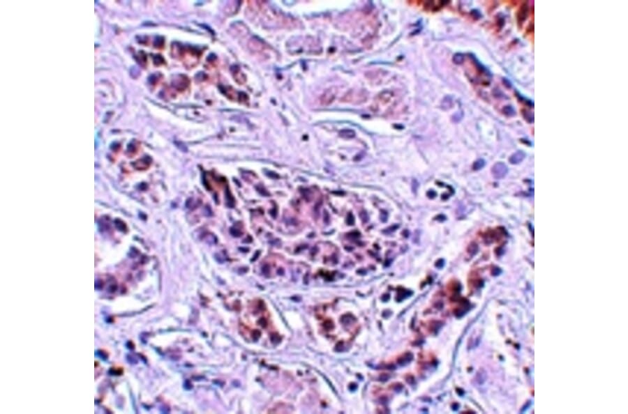 Immunohistochemistry - ATG3 Antibody from Signalway Antibody (25130) - Antibodies.com