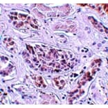 Immunohistochemistry - ATG3 Antibody from Signalway Antibody (25130) - Antibodies.com