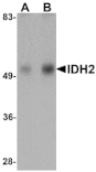 Western blot - IDH2 Antibody from Signalway Antibody (25142) - Antibodies.com