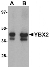 Western blot - YBX2 Antibody from Signalway Antibody (25171) - Antibodies.com