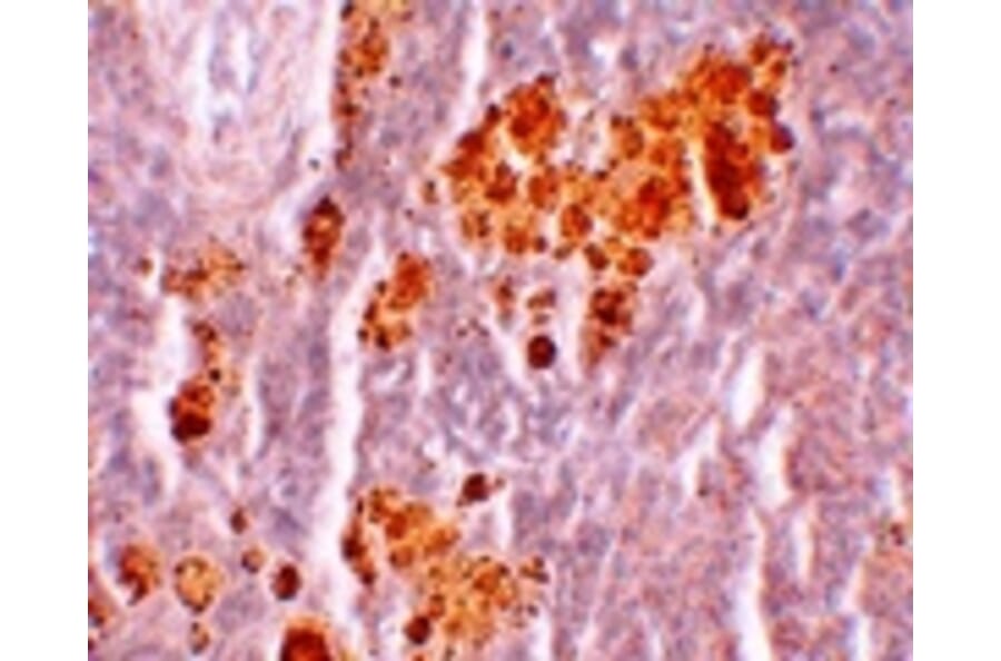 Immunohistochemistry - NOD5 Antibody from Signalway Antibody (25177) - Antibodies.com