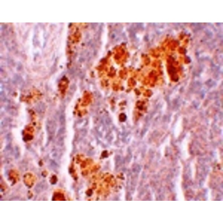 Immunohistochemistry - NOD5 Antibody from Signalway Antibody (25177) - Antibodies.com