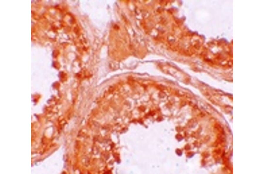 Immunohistochemistry - NOD6 Antibody from Signalway Antibody (25178) - Antibodies.com