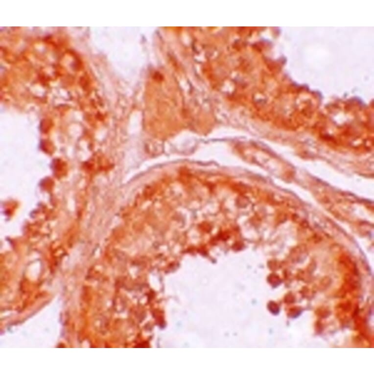 Immunohistochemistry - NOD6 Antibody from Signalway Antibody (25178) - Antibodies.com