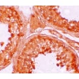 Immunohistochemistry - NOD6 Antibody from Signalway Antibody (25178) - Antibodies.com