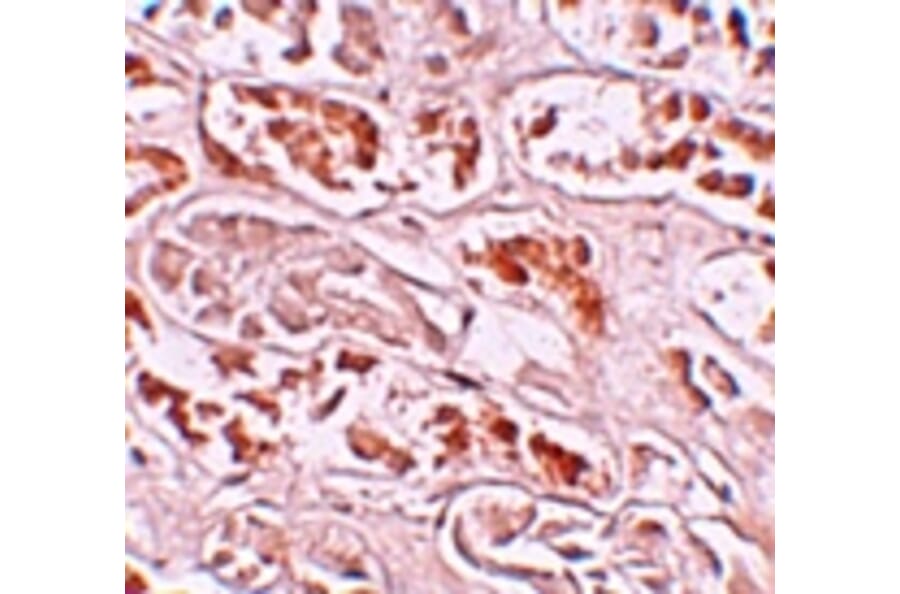 Immunohistochemistry - BANP Antibody from Signalway Antibody (25189) - Antibodies.com