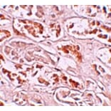 Immunohistochemistry - BANP Antibody from Signalway Antibody (25189) - Antibodies.com