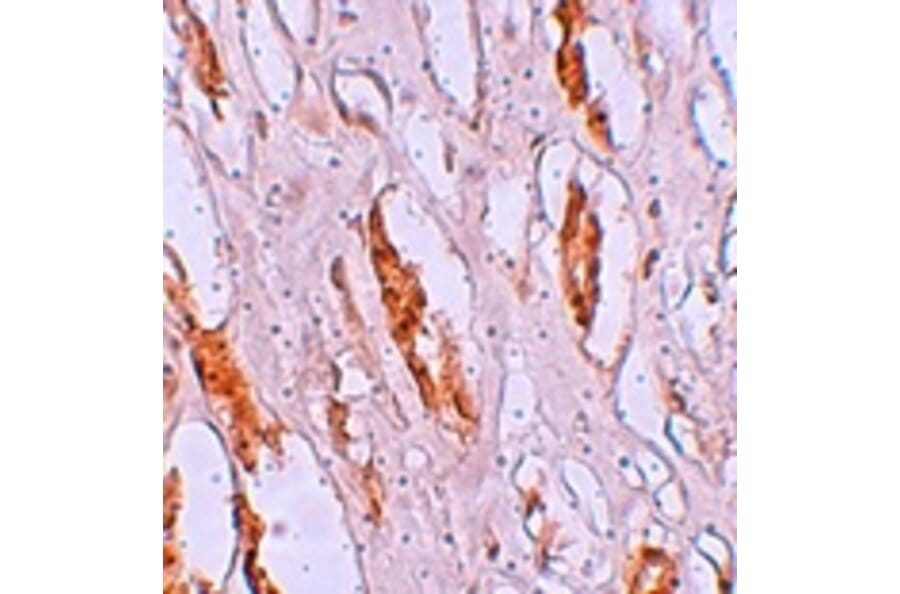 Immunohistochemistry - ZIP1 Antibody from Signalway Antibody (25224) - Antibodies.com