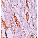 Immunohistochemistry - ZIP1 Antibody from Signalway Antibody (25224) - Antibodies.com