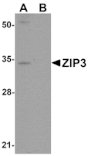 Western blot - ZIP3 Antibody from Signalway Antibody (25226) - Antibodies.com