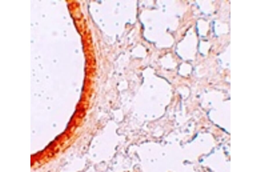 Immunohistochemistry - ZIP3 Antibody from Signalway Antibody (25226) - Antibodies.com