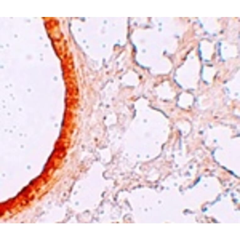 Immunohistochemistry - ZIP3 Antibody from Signalway Antibody (25226) - Antibodies.com
