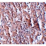 Immunohistochemistry - ZIP5 Antibody from Signalway Antibody (25228) - Antibodies.com